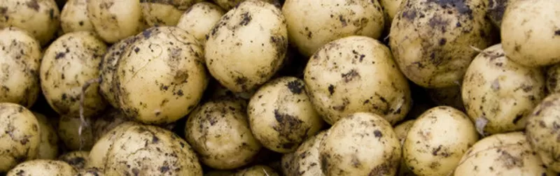 Сибирский картофель оптом в любой регион