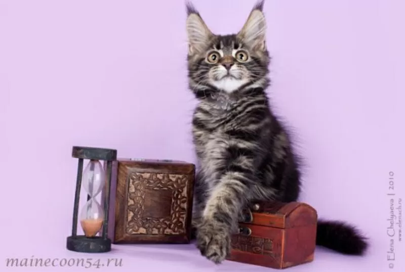 Продаётся котенок мейн-кун (мэйн-кун) Феррари